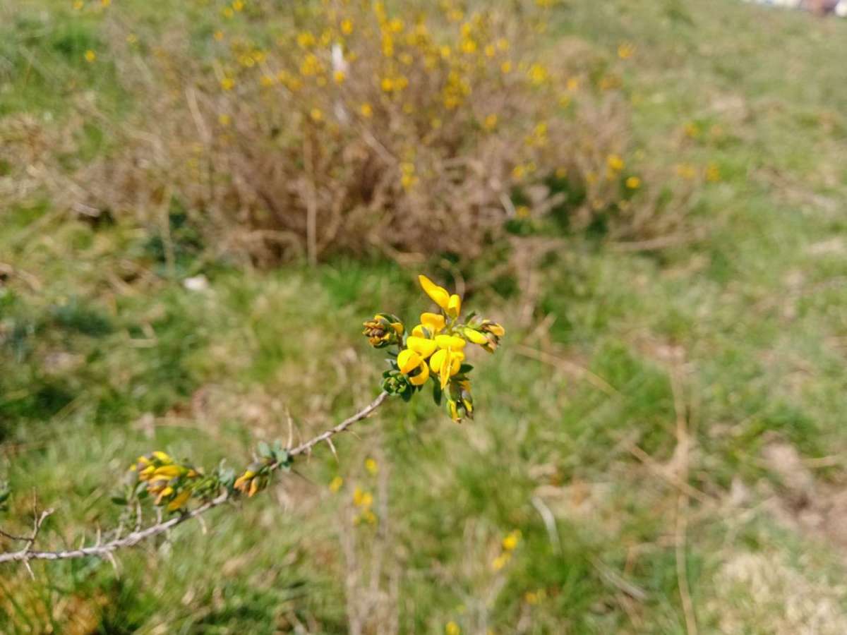 A close up shot of an individual flower of the endangered plant Petty Whin